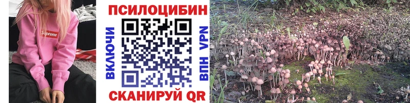 Псилоцибиновые грибы мицелий  Купить закладки  Кудрово 